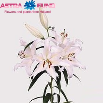 Lilium Oriental Grp 'Royal Wedding' fotografija