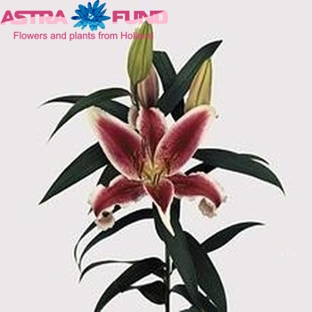 Lilium Oriental Grp 'San Pedro' fotografija