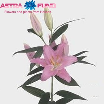 Lilium Oriental Grp Sanna fotografija