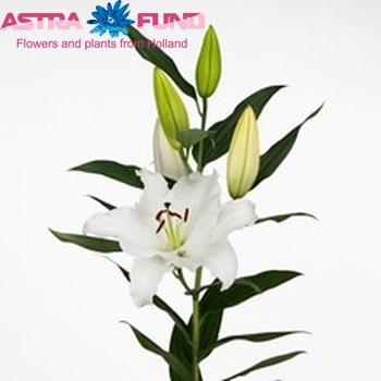 Lilium Oriental Grp Signum fotografija