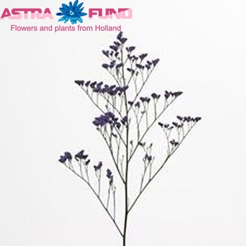 Limonium Michigan Blue fotografie