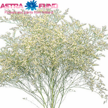 Limonium 'Misty White' fotografie