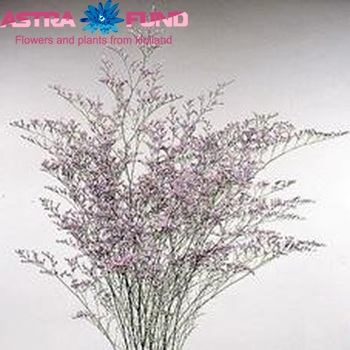 Limonium Ocean Blue fotografie