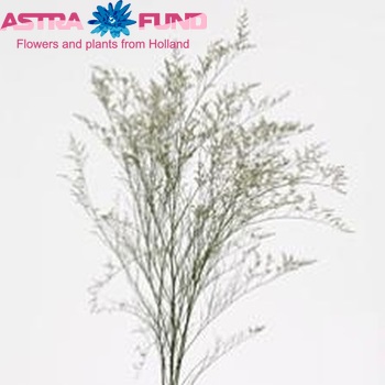 Limonium 'Ocean White' fotografie