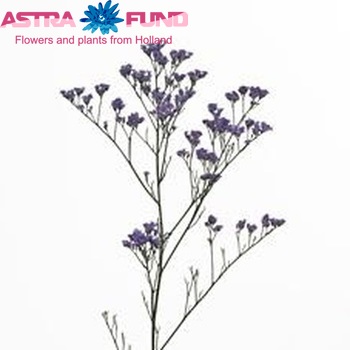 Limonium Ohio Blue fotografie