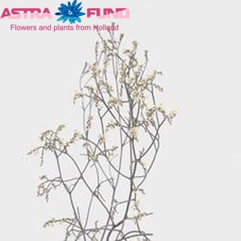 Limonium sinensis Sensy White Dawn fotografija