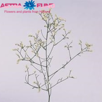 Limonium sinensis Silver Diamond fotografija