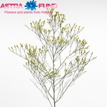 Limonium sinensis Spring Diamond fotografija