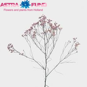 Limonium sinensis Sugar Diamond fotografija