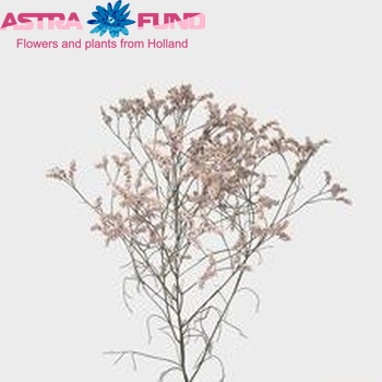 Limonium sinensis 'Superlady' fotografija