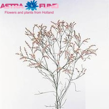 Limonium sinensis Top Diamond fotografija