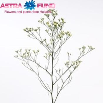 Limonium sinensis Virgin Diamond fotografija