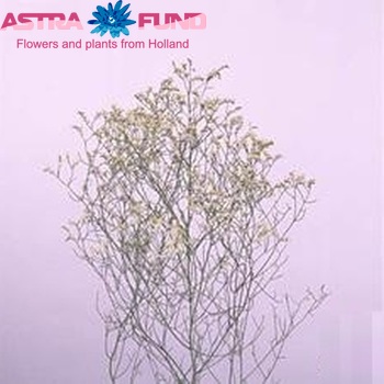 Limonium sinensis White Diamond fotografija