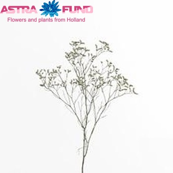 Limonium sinensis White Lace fotografija