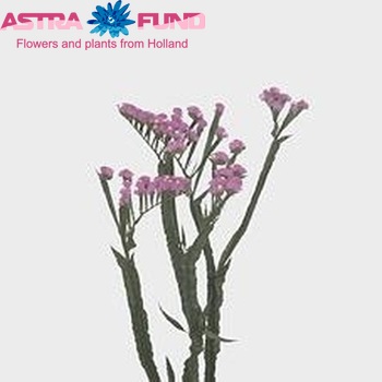 Limonium sinuatum Barbie Wings foto