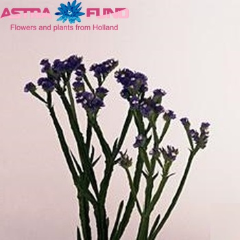 Limonium sinuatum Blue Wings fotografija