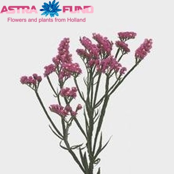 Limonium sinuatum Cherry Wings fotografija