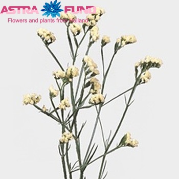 Limonium sinuatum 'Creme Birds' fotografija