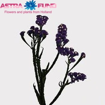 Limonium sinuatum 'Crystal Dark Blue' fotografija