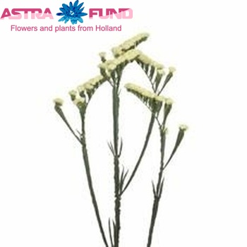 Limonium sinuatum 'Crystal Lemon' fotografija