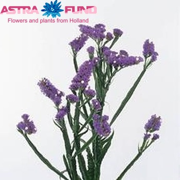 Limonium sinuatum 'Crystal Light Blue' fotografija