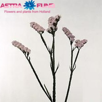 Limonium sinuatum Crystal Lilac fotografija