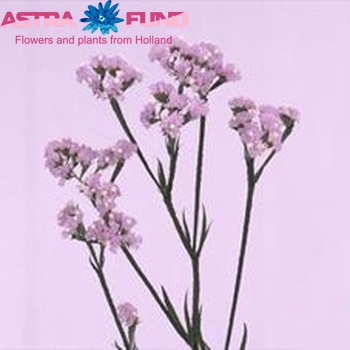 Limonium sinuatum 'Crystal Pastel Violet' fotografija