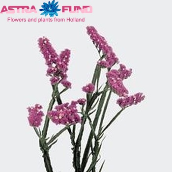 Limonium sinuatum 'Crystal Pink' fotografija