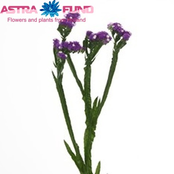 Limonium sinuatum 'Crystal Purple' fotografija