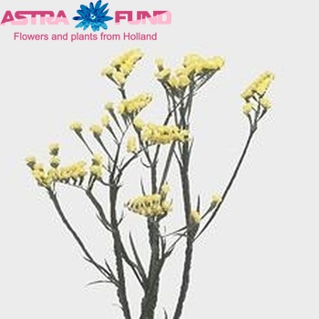 Limonium sinuatum Yellow Wings fotó