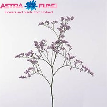 Limonium Splash Blue fotó