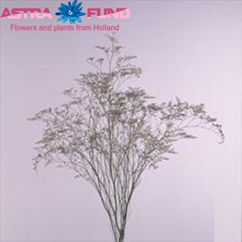 Limonium 'Supreme Whitelight' fotó