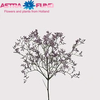 Limonium 'Tall Emille' fotó