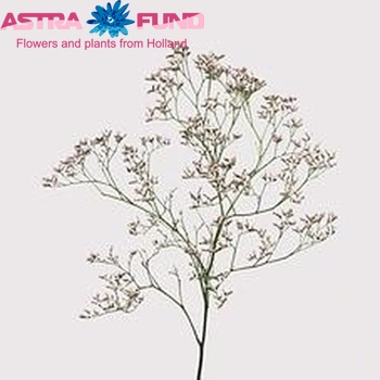 Limonium 'Tall Pink Emille' fotó