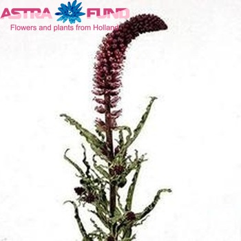 Lysimachia atropurpurea photo