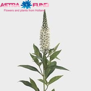 Lysimachia barystachys Marilyn photo