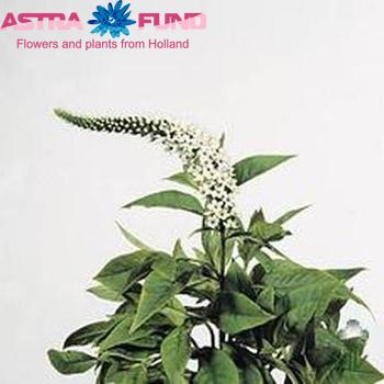 Lysimachia clethroides photo