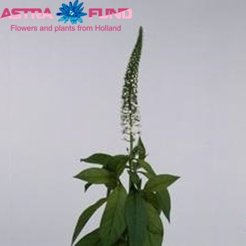 Lysimachia clethroides 'Helene' photo