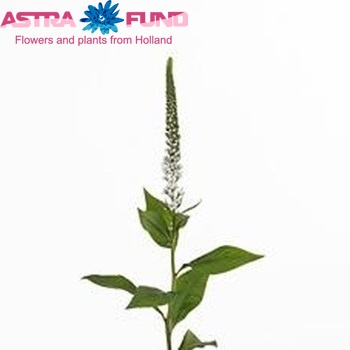 Lysimachia clethroides Spikey photo
