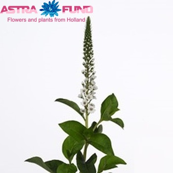 Lysimachia 'Elisabeth' photo