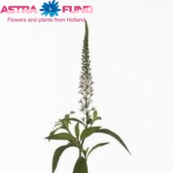 Lysimachia fortunei Cassablanca photo
