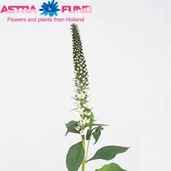Lysimachia fortunei 'Jumbo' photo