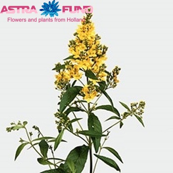Lysimachia vulgaris foto