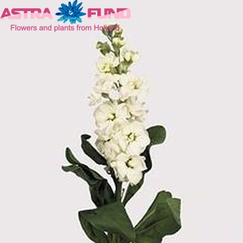 Matthiola incana Aida White fotografie