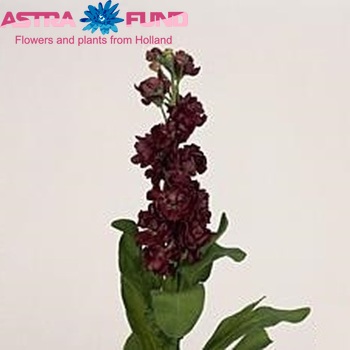 Matthiola incana 'Carmen Cassis' fotografie