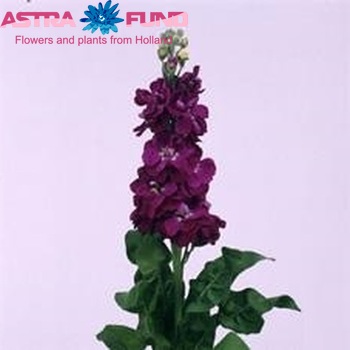 Matthiola incana 'Centum Deepblue' fotografie