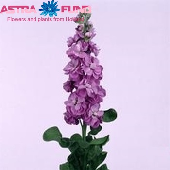 Matthiola incana 'Centum Lavender' fotografie