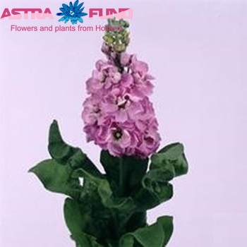 Matthiola incana 'Centum Rose' fotografie
