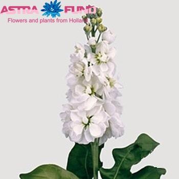 Matthiola incana 'Centum White' fotografie