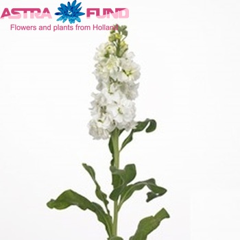 Matthiola incana 'Cheerful White' fotografie